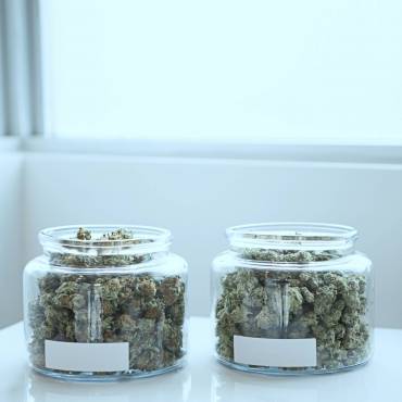 Devil’s Lettuce