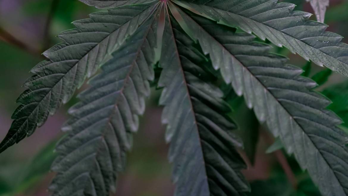 How Is Live Resin Made?