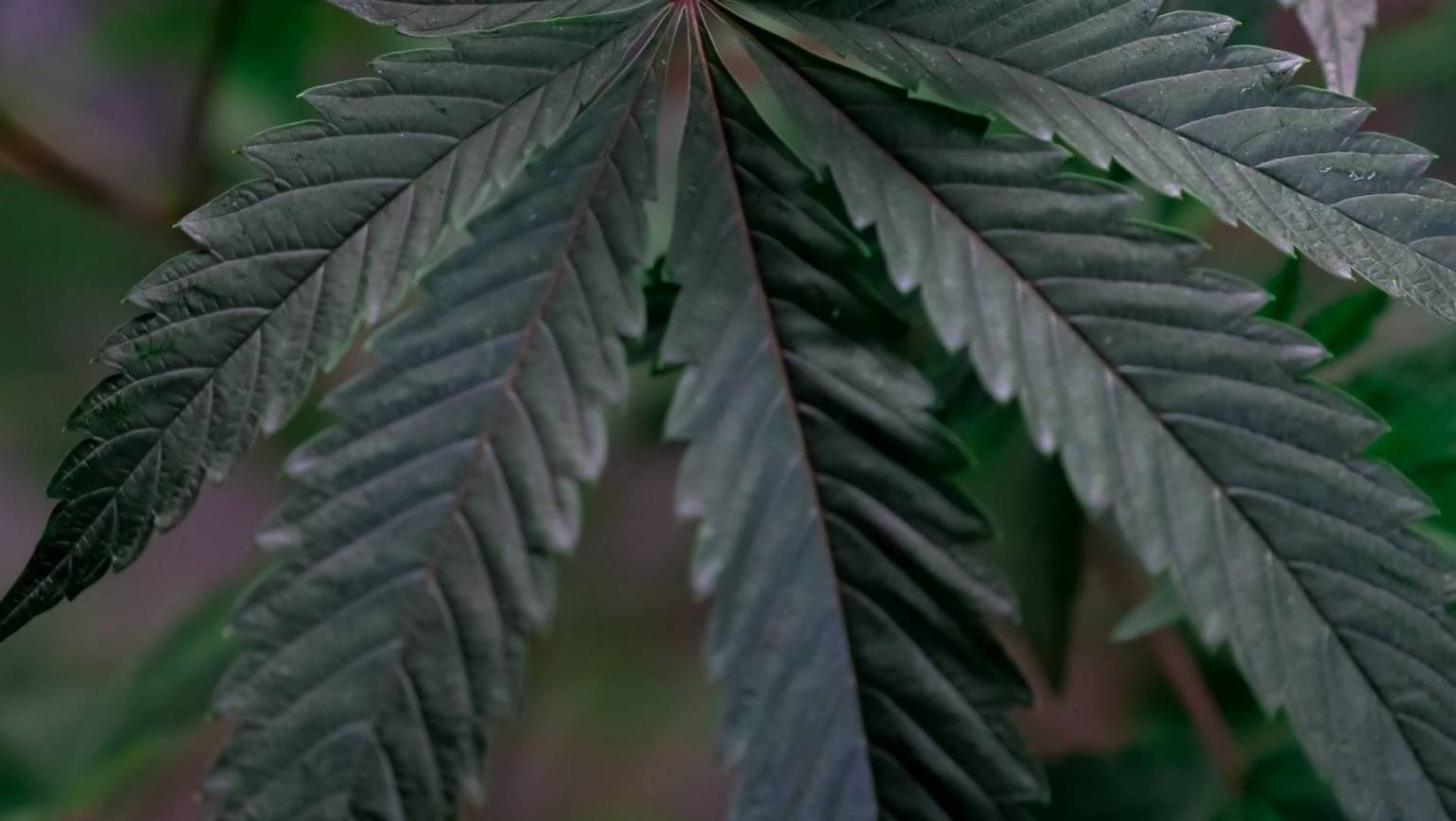 How Is Live Resin Made?