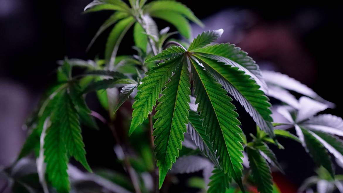 The Many Uses Of Hemp?