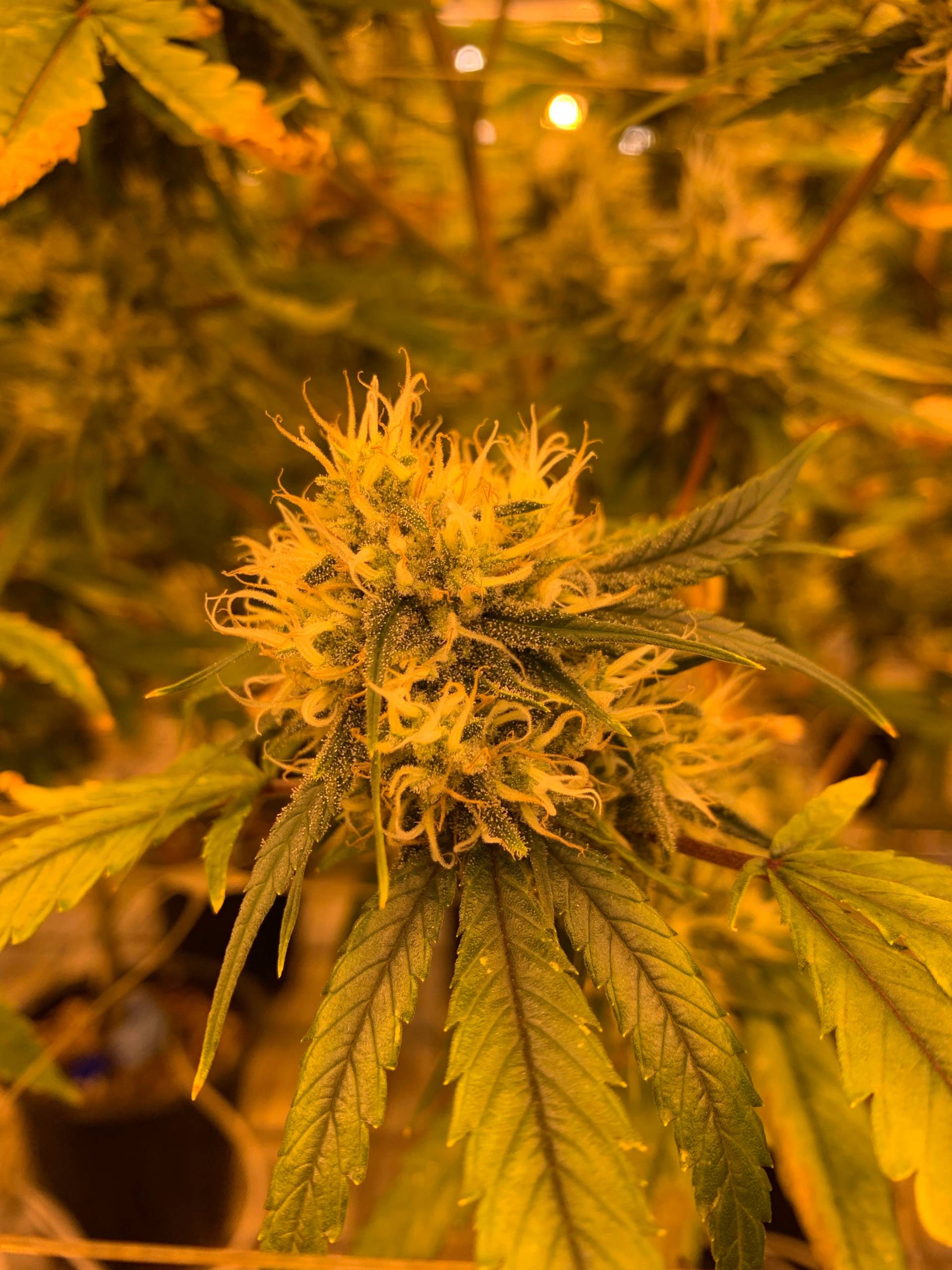 How Long Does Weed Last In Saliva Reddit - mcf1bjf