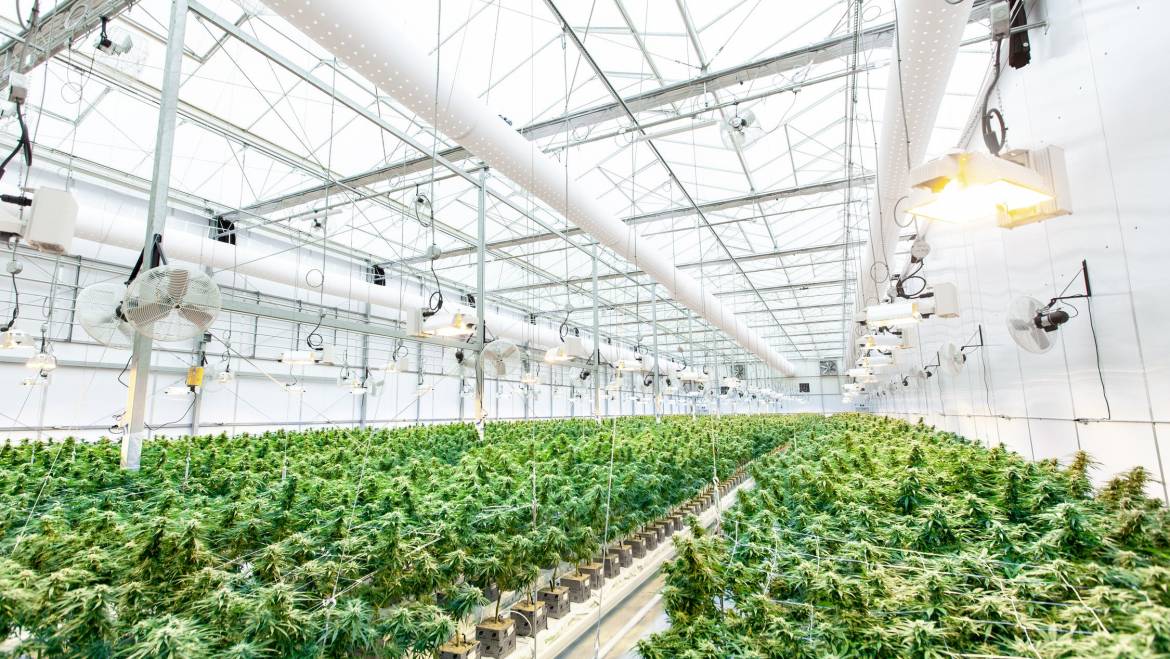 How to choose and consume CBD tincture