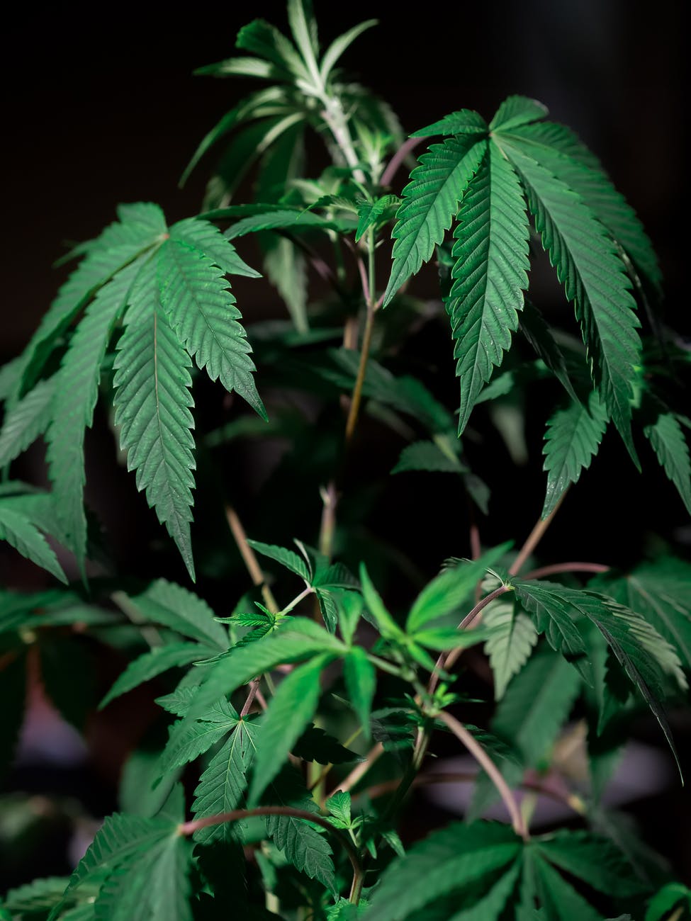 Indica
