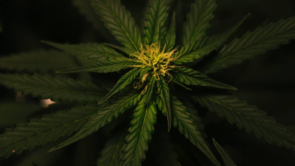 What is the difference between hemp and marijuana?