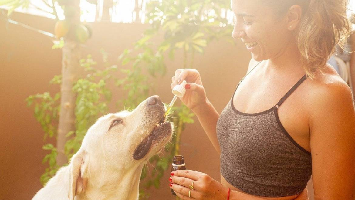 CBD Oil for dogs