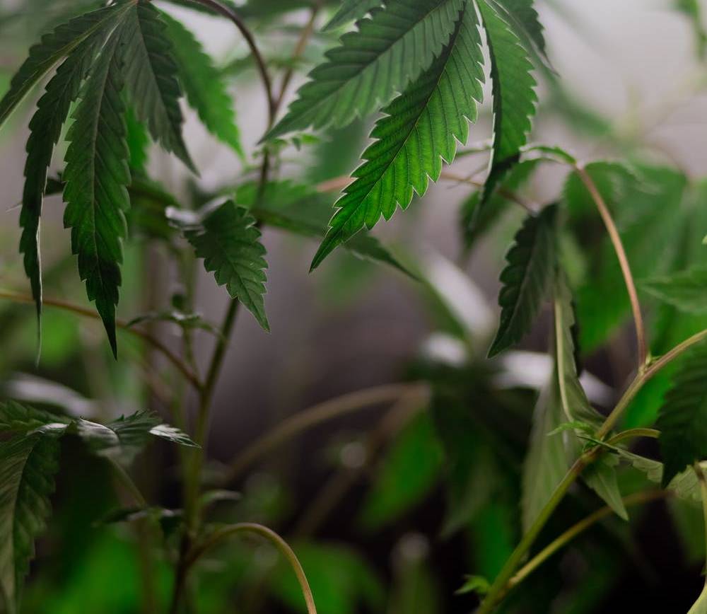 The difference between Indica and Sativa. Do they matter?