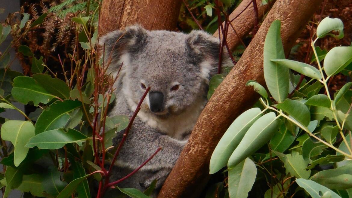 Eucalyptol