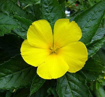 Smoking Damiana
