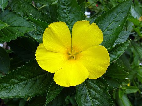 Smoking Damiana