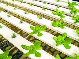 Common Hydroponic Gardening Mistakes to Avoid