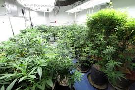 Choosing the Right Lighting for Cannabis Plants