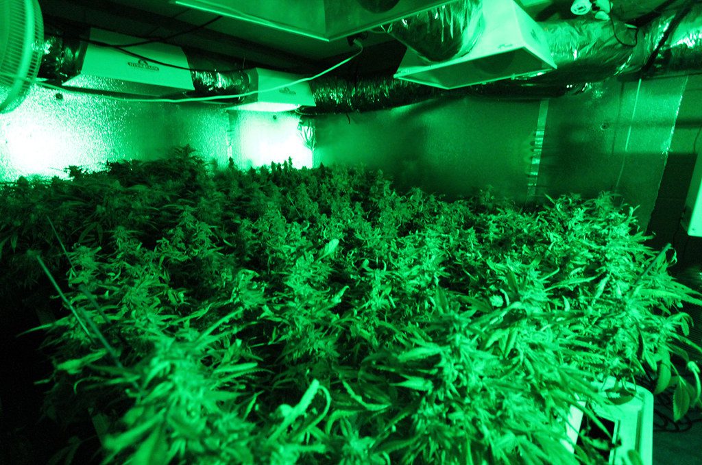 DIY Cannabis Growing