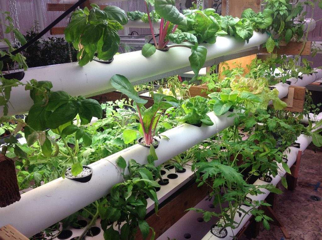How to Build a Hydroponic Garden in Your Apartment