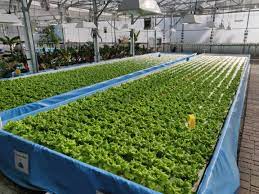 Hydroponic Gardening for Everyone