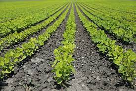 Hydroponic Gardening for Self Sufficiency