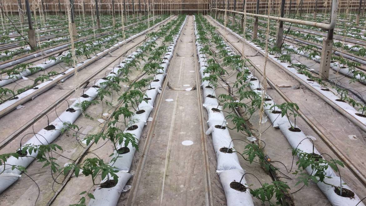 Hydroponic Growing for Urban Farmers