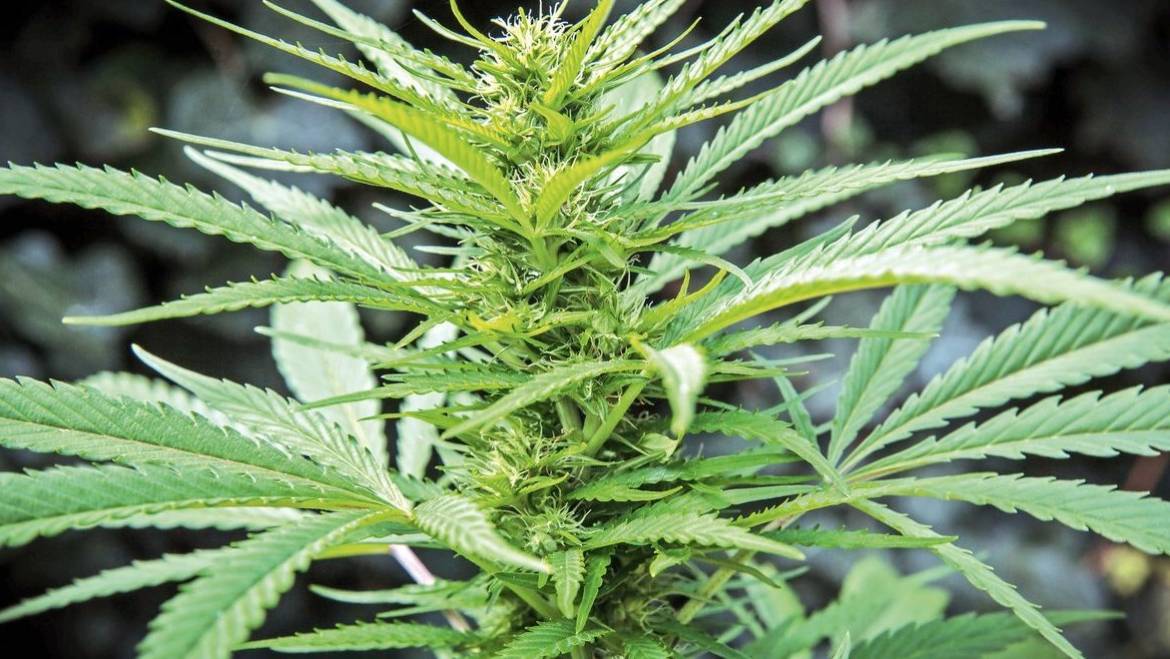 The Benefits of Growing your Own Cannabis