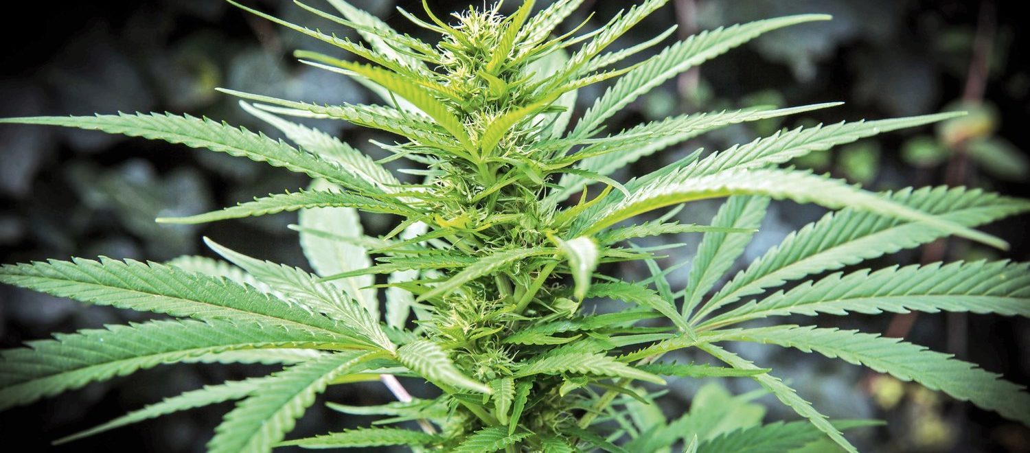 The Benefits of Growing your Own Cannabis