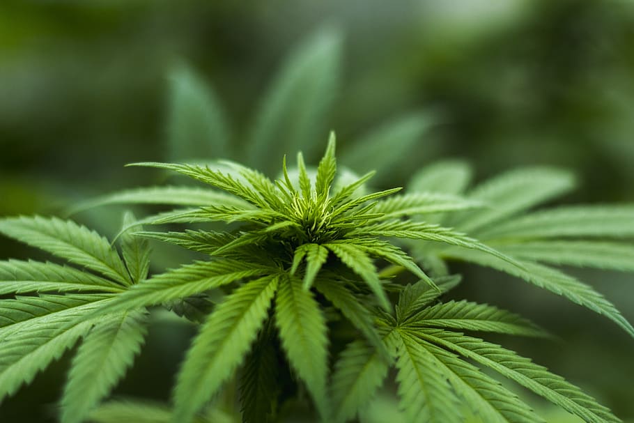 How to Get Medical Marijuanas Card QLD - Cone Piece