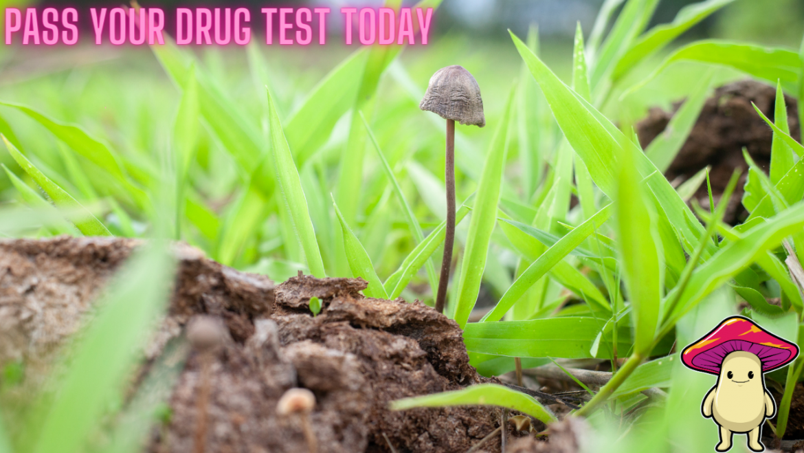 Drug Test For Mushrooms The Shroom Dilemma Explained