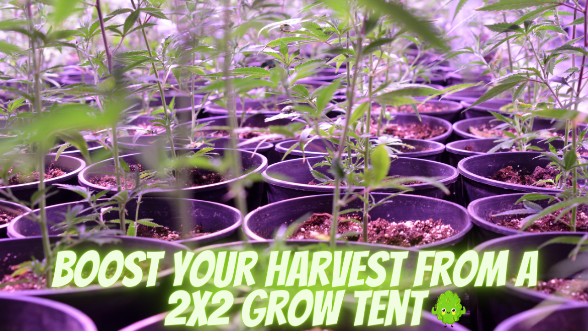 2x2 Grow Tent Yield Boost Your Harvest from a 2x2 Grow Tent