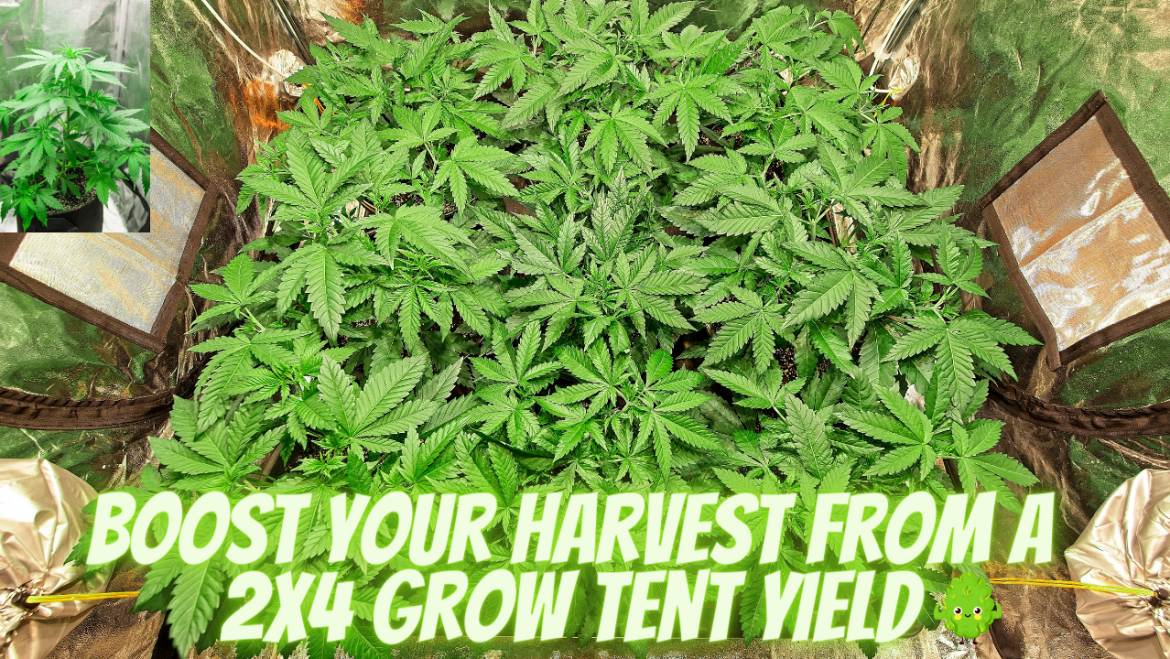 2x4 Grow Tent Yield Maximizing Double Your Grow