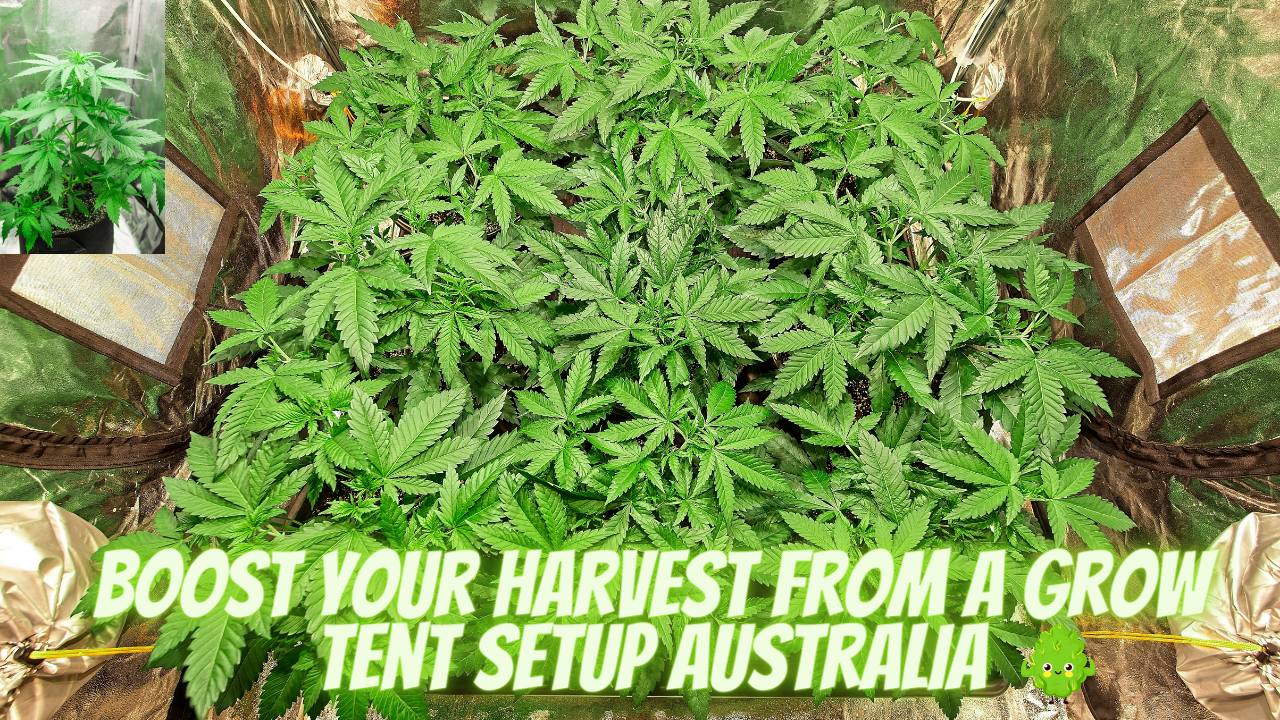 Grow Tent Setup Australia