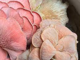 Mushroom Growing Kit Pink Oyster