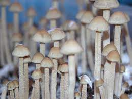 Mushroom Growing Kit