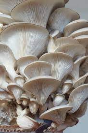 Oyster Mushroom Growing Kit