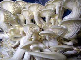 White Oyster Mushroom Growing Kit
