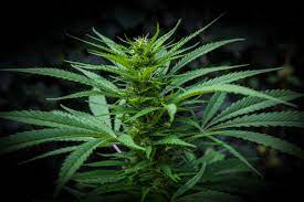 Are Cannabis Dispensaries Profitable