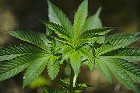 Cannabis Leaf