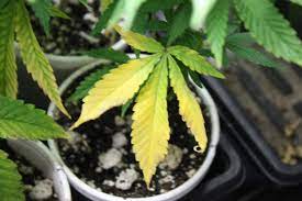 Cannabis Yellow Leaves