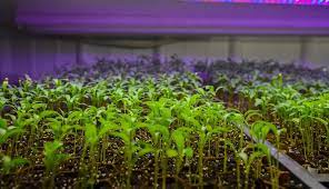 Grow Tents With Lights