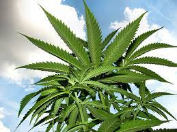 Hemp vs Cotton