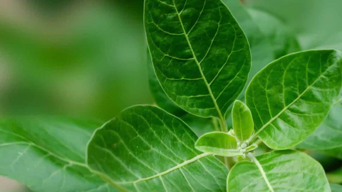Ashwagandha Benefits