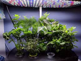 Hydroponic Garden Herbs