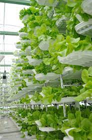 Hydroponic Gardening Vertical