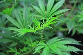 Medicinal Cannabis Gold Coast