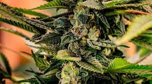 Medicinal Cannabis Melbourne