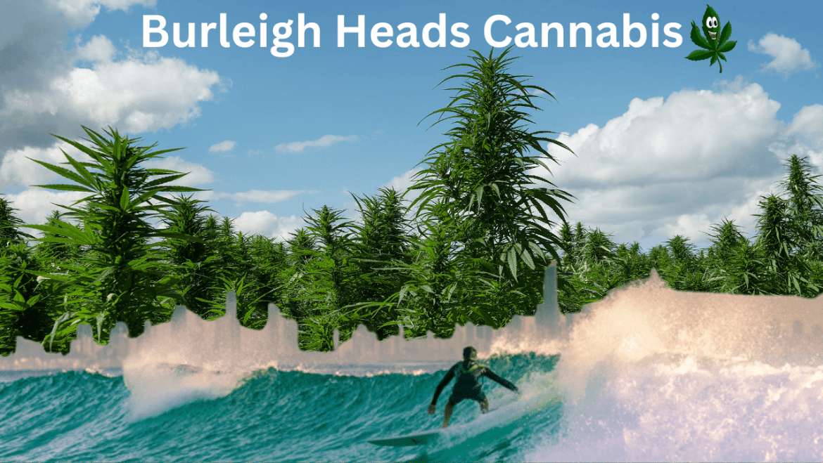 Burleigh Heads Cannabis Australia’s Green Beacon Of Cannabis