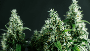 will cannabis seeds germinate in light