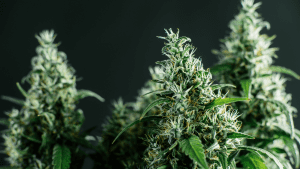will cannabis seeds germinate in light will cannabis seeds germinate in light