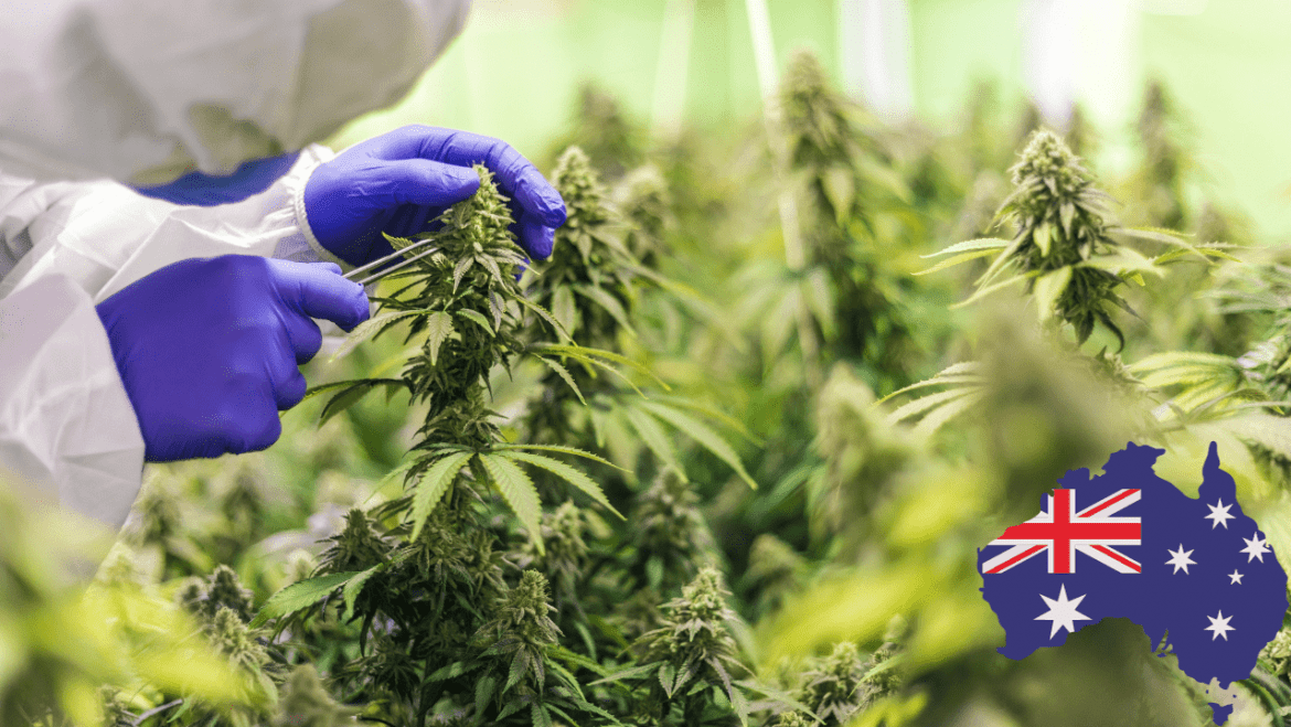 Which Cannabis Species is the Shortest and Busiest