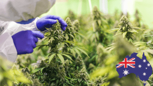 Will Cannabis Stocks Rebound Will Cannabis Stocks Rebound