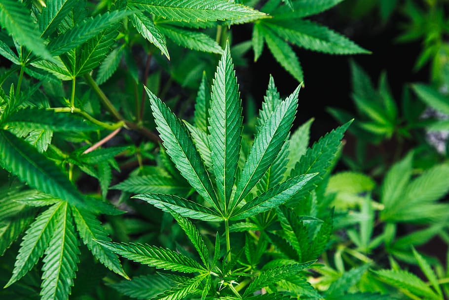 Where Cannabis Are Cultivated In Nigeria