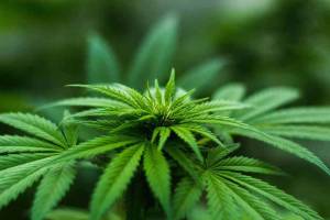 Will Cannabis be Legal in 2023 Will Cannabis be Legal in 2023