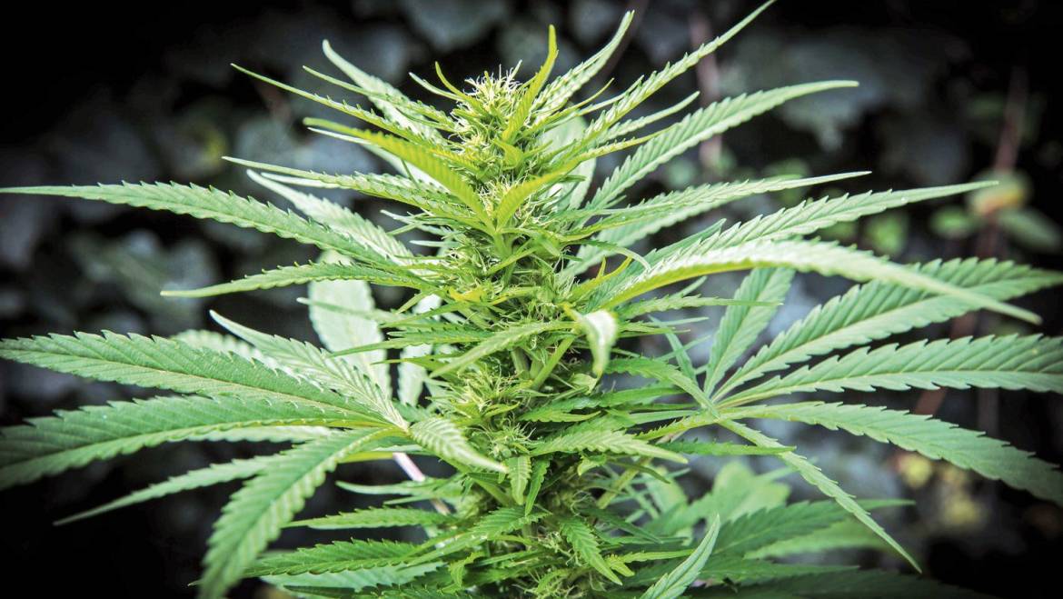 Cannabis Is Weed