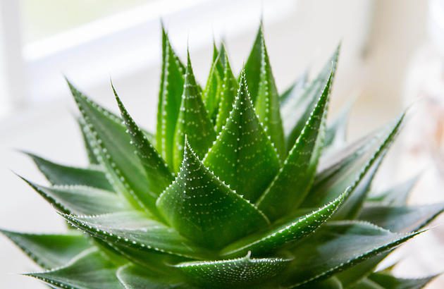 Medicinal Aloe